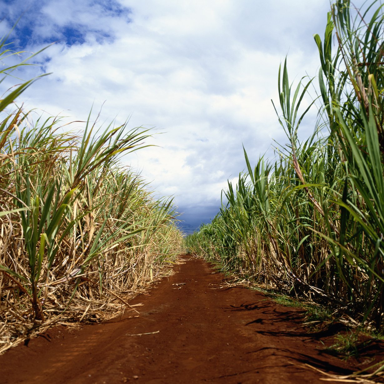 Sugar cane field